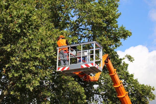 How Our Tree Care Process Works  in  Muleshoe, TX