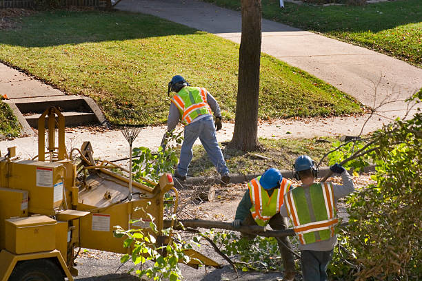 Trusted Muleshoe, TX Tree Services Experts