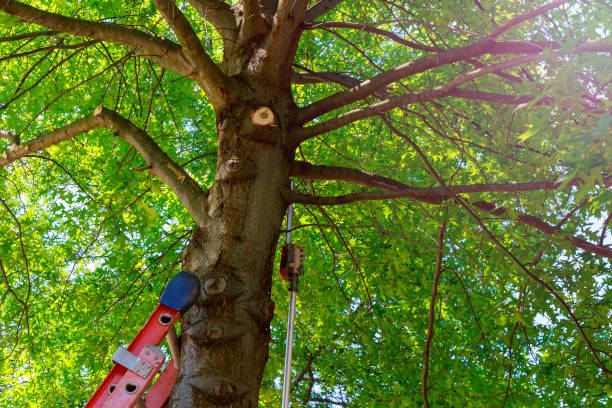 Tree and Shrub Care in Muleshoe, TX